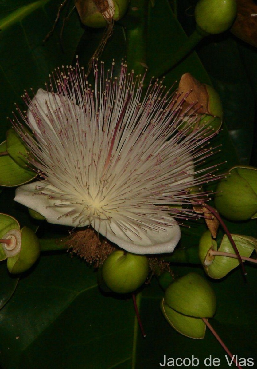 Barringtonia asiatica (L.) Kurz